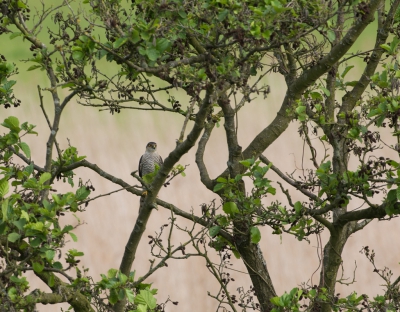 <i class='fa fa-user'></i>&nbsp;LeerdammerKees&nbsp;|   Sperwer&nbsp; <i class='fa fa-eye'>&nbsp;437</i> &nbsp;<i class='fa fa-thumbs-up'>&nbsp;2</i> &nbsp; <i class='fa fa-comment-o'>&nbsp;12</i>