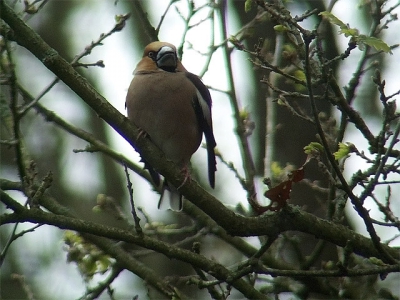 <i class='fa fa-user'></i> Marcel van der Tol | Appelvink  <i class='fa fa-eye'> 659</i>   <i class='fa fa-comment-o'> 0</i>