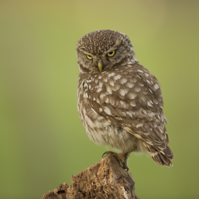 Er zijn de afgelopen dagen al heel wat Steenuilen voorbij gekomen, maar laat ik ook maar een duit in het zakje doen. Ook ik heb de kans gekregen deze prachtige vogels van dichtbij te bewonderen en te fotograferen, wat een geweldige ervaring!