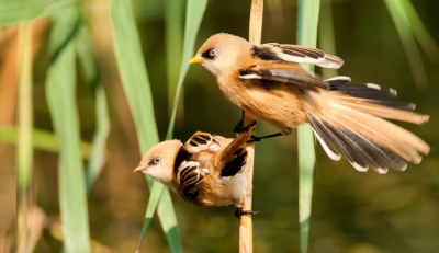 Lange tijd niets voor de lens gehad, maar tussen het riet op een ander plekje bleven de baardmannetjes rusteloos op zoek naar insecten boven het water.