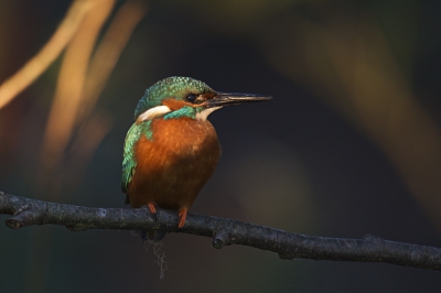 <i class='fa fa-user'></i>&nbsp;Frits Stoekenbroek&nbsp;|   IJsvogel&nbsp; <i class='fa fa-eye'>&nbsp;493</i> &nbsp;<i class='fa fa-thumbs-up'>&nbsp;2</i> &nbsp; <i class='fa fa-comment-o'>&nbsp;9</i>
