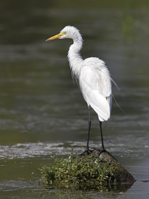 <i class='fa fa-user'></i> Wim de Groot | Middelste Zilverreiger  <i class='fa fa-eye'> 533</i>   <i class='fa fa-comment-o'> 1</i>