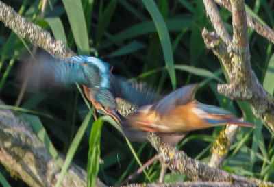 IJsvogels, maar dan anders. Na een poosje gemoedelijk op hun tak gezeten te hebben, vertrokken ze gezamenlijk. Een mooi plaatje met veel snelheid.