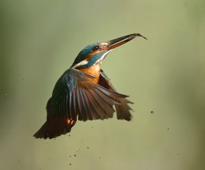 <i class='fa fa-user'></i>&nbsp;Ton D�pp&nbsp;|   IJsvogel&nbsp; <i class='fa fa-eye'>&nbsp;1132</i> &nbsp;<i class='fa fa-thumbs-up'>&nbsp;30</i> &nbsp; <i class='fa fa-comment-o'>&nbsp;32</i>