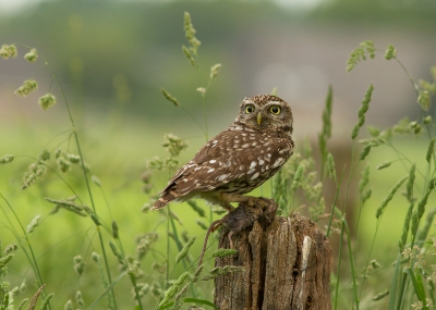 Af en toe een regenbui en af en toe een zonnetje, het weer zag er dus aardig uit om in een hut bij de boer te gaan zitten wachten op misschien de steenuil.
Stilletjes genieten en natuurlijk wat afdrukjes maken met de camera.