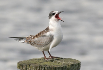 De jonge Witwangsterns beginnen nu wat uitzwermen over de polders in het Zuidlaardermeergebied. De 27 Witwangsternparen hebben erg succesvol gebroed, vaak met nesten van 3 jongen. Een vijftal jongen streek neer op aanlegpalen langs het Drentsche diep en wachtte op de visjes die de ouders regelmatig kwamen langs brengen. Ook dit jong reageerde fel op de roep van de ouder met vis.