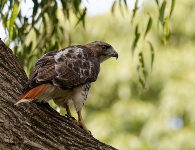 <i class='fa fa-user'></i>&nbsp;AlanFersht&nbsp;|   Roodstaartbuizerd&nbsp; <i class='fa fa-eye'>&nbsp;453</i> &nbsp;<i class='fa fa-thumbs-up'>&nbsp;1</i> &nbsp; <i class='fa fa-comment-o'>&nbsp;7</i>