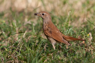 Als tussenstop op weg naar Corsica hadden we een hotelletje in de Jura gekozen. Goede keuze, want kwa vogels was het er erg leuk. Op de dorpsparking broedde bijvoorbeeld deze Nachtegaal. Door me wat verdekt op te stellen achter een bank en er een halfuurtje te wachten, raakte hij steeds meer gewend aan mijn aanwezigheid.