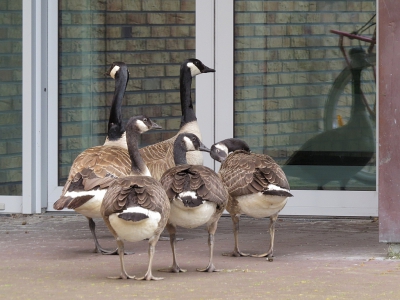 <i class='fa fa-user'></i>&nbsp;sieb&nbsp;|   Grote Canadese Gans&nbsp; <i class='fa fa-eye'>&nbsp;458</i> &nbsp; <i class='fa fa-comment-o'>&nbsp;10</i>