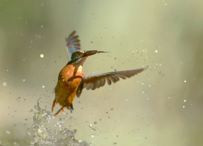 <i class='fa fa-user'></i>&nbsp;Ton D�pp&nbsp;|   IJsvogel&nbsp; <i class='fa fa-eye'>&nbsp;835</i> &nbsp;<i class='fa fa-thumbs-up'>&nbsp;13</i> &nbsp; <i class='fa fa-comment-o'>&nbsp;24</i>