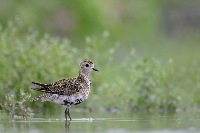 <i class='fa fa-user'></i>&nbsp;Henk Laverman&nbsp;|   Goudplevier&nbsp; <i class='fa fa-eye'>&nbsp;517</i> &nbsp;<i class='fa fa-thumbs-up'>&nbsp;9</i> &nbsp; <i class='fa fa-comment-o'>&nbsp;18</i>