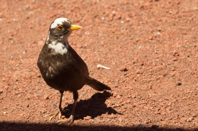 Afgelopen twee weken was ik op vakantie op de Azoren. De tweede week waren we op het eiland Sao Miguel. In de buurt van de plaats Nordeste waren we op zoek naar een zeldzame vogel die alleen daar voorkomt. Die vogel hebben we helaas niet gezien, maar op een gegeven moment zagen we deze merel (tenminste ik denk dat dit een merel is) met allemaal wit op zijn kop. Hij was heel schuchter, maar uiteindelijk kon ik hem toch goed op de foto krijgen.