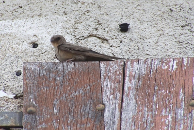 De rotszwaluw laat zich niet zo makkelijk fotograferen. Deze bleef zitten op een verweerd luik van een huisje in een bergdorp in de Ardeche. Helaas was het wat grauw weer waardoor de iso hoog is.