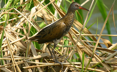 Vogel zat zich op de poetsen 2 meter voor de hut