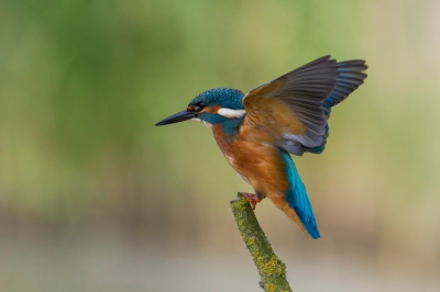 Maanden achtereen bezoekjes brengen aan de kijkhut aan de Lepelaarsplassen heeft EINDELIJK resultaat opgeleverd. Ik ben er eigenlijk altijd slechts op uit geweest om mijn favoriete vogel op de foto te zetten: de ijsvogel.

Dat moment was afgelopen zondag dan ook eindelijk aangebroken. In eerste instantie toen ik de hut binnenkwam zat er een groep van vijf fotografen enthousiast te praten over wat er allemaal voorbij was gekomen; onder andere een zeearend en de ijsvogel.

Eigenlijk zat ik dus al te balen, want ik achtte de kans niet groot dat de ijsvogel dan nogmaals zou langskomen, maar ik had me niet meer kunnen vergissen: dit mannetje bleef maar terugkomen en kwam op zelfs twee meter van de hut rustig even zitten poseren.

Ik heb nog nooit zoveel spiegels en sluiters tegelijk gehoord, maar het was hoe dan ook genieten. Zelfs met zo'n overdaad aan fotografen (uiteindelijk 7 tegelijk).