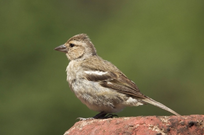 Op een uitkijkpunt over de Atlantische oceaan ging ik op zoek naar de speciale azorenvink....... Die zag ik helaas niet. Wel zag ik een aantal jonge vinken. 
Ik heb lang gewacht, zodat ik deze vinken ook kon fotograferen in het zonnetje. 
Als je tips hebt ter verbetering van de foto hoor ik het graag......