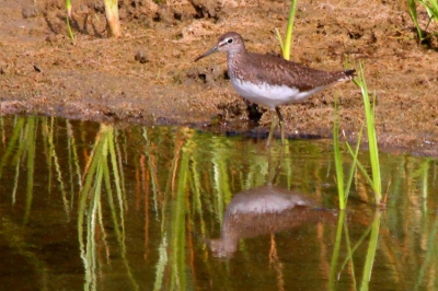 Vogel bleef aanvankelijk tussen het riet zitten, maar uiteindelijk deze opname kunnen maken.