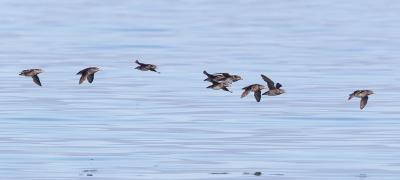 Rhinoceros Auklet, alleen de naam al is geweldig. Tijdens een dag whale watchen hebben we deze vogels veel gezien. Ze kunnen vliegen met de snelheid van een straaljager. Ze kwamen soms onze boot, die 60 km per uur ging, met gemak voorbij en passeerde ons dan aan de voorkant. Dat maakte ze fotograferen vanaf onze boot niet gemakkelijk. Maar wat een toffe beestjes