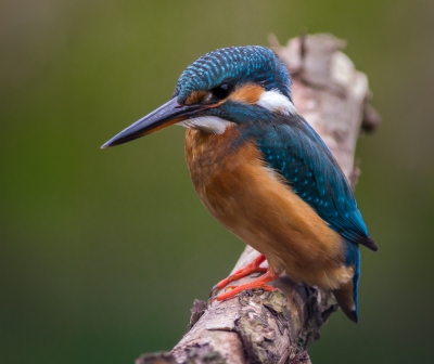 Van zo dichtbij had ik nog nooit een IJsvogel gezien.
Vanuit de hut was het 3 meter tot aan dit prachtige vogeltje.
Een onvergetelijk moment.