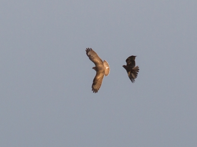 Tja, de voorpagina ga ik er niet mee halenVanmorgen in Waverhoek dacht ik in eerste instantie totaal drie Bruine kiekendieven te zien. Bij het zien van de foto's thuis begon ik toch te twijfelen. Op de foto twee roofvogels (m/v), die schijnbaar aan het spelen waren en erg kiekendiefachtig vlieggedrag vertoonden. Vogel rechts leek mij een bruine-kiekendief-vrouw, dus zou links logischerwijze ook een BK kunnen zijn. De onvolprezen ANWB Vogelgids vindt het meer een Steppebuizerd. Tjawie 't weet..

Alvast bedankt voor feed-back en nuttige hoe-houd-ik-ze-toch-uit-elkaar tips!

groet,
Richard