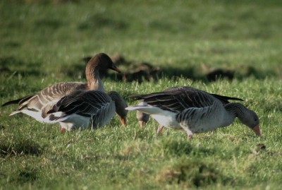 Een gans die alle kenmerken van een taiga heeft, samen met grauwe ganzen.