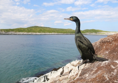 Deze kuifaalscholver zat vlak langs het wandelpad op het zeevogeleiland Hornoya. Hij was totaal niet schuw en wilde wel even mooi poseren. Gekozen om de 18 - 135 mm lens er op te zetten en toen deze "Vogel in het Landschap"-foto kunnen nemen. 

Groet, Thijs