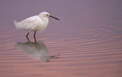 <i class='fa fa-user'></i>&nbsp;Hans Overduin&nbsp;|   Amerikaanse Kleine Zilverreiger&nbsp; <i class='fa fa-eye'>&nbsp;496</i> &nbsp;<i class='fa fa-thumbs-up'>&nbsp;9</i> &nbsp; <i class='fa fa-comment-o'>&nbsp;16</i>