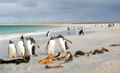 Nogmaals een impressie van het strandleven op Bleaker Island op de Falklands. Het is daar een komen en gaan van  Ezelspinguns.