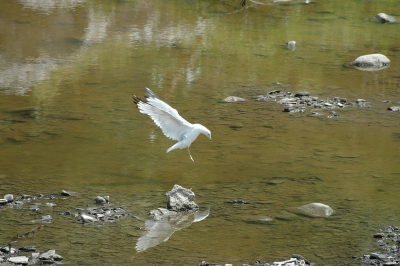 ik vond het spiegeleffect mooi. Nikon D70+80-400 OS Sigma.
Ik ben nog een beginneling en ik hoop dat iemand mij met de identificatie kan helpen...