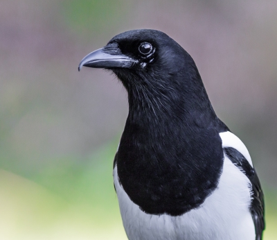 We waren naar de fotohut gekomen voor de Appelvink maar deze Ekster was een leuke bijvangst.