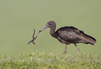 <i class='fa fa-user'></i>&nbsp;Sytze&nbsp;|   Zwarte Ibis&nbsp; <i class='fa fa-eye'>&nbsp;949</i> &nbsp;<i class='fa fa-thumbs-up'>&nbsp;21</i> &nbsp; <i class='fa fa-comment-o'>&nbsp;24</i>