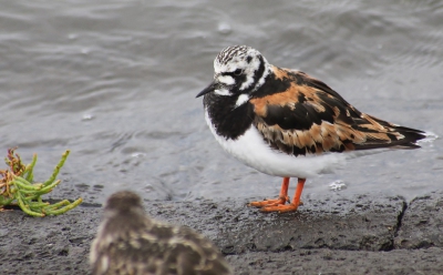 de steenloper in zomerkleed vind ik ene fraaie vogel,
in de haven van Lauwersoog vliegen er heel wat rond momenteel.