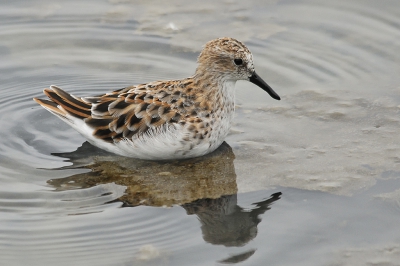 Deze zit nog steeds in mijn mapje - en ik denk dat het een kleine strandloper is, al kan ik het natuurlijk ook falikant mis hebben.
Bij het Bassin van Arcachon in het natuurgebiedje van Le Teich, waar je lekker veel hutten hebt en je van tijd tot tijd iets leuks ontdekt, zoals dit beestje. Lekker dicht bij de hut scharrelde hij rond.