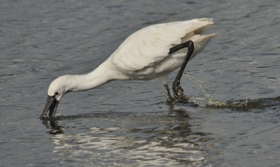 Na het familiebezoekje konden we nog even naar de vogelhut bij de Easterskar (een oprjochte frys weet wel waar dat is en hoe je dat uitspreekt en zo), waar natuurlijk geen visarend te zien was, en de enige attractie voor de inzittenden een muis (links) en een vos (rechts) waren. Hoe leuk ook, voor mij begon de lol pas toen een lepelaar dichterbij kwam fourageren. Hij had haast!