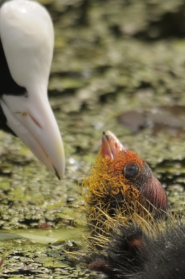 We zijn wat oubollig door de stad gaan fietsen om wat halsbandparkieten voor Wijnand te zoeken. Zonder veel succes! We hebben uiteindelijk maar meerkoetjes gefotografeerd, hadden we tenminste nog iets om mee thuis te komen (en voor de hagenaars die het krantenartikeltje lazen met Gosse en ik er in, dr waren we dus mee bezig toen het meisje ons kwam interviewen).
Het meerkoetje is nog net schattig genoeg, vind ik, om hem te laten zien.