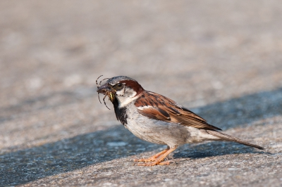 Ze eten vooral zaden, maar ik heb in de vakantie veel huismussen gezien die (grote) insecten aten. Deze had een flinke spin te pakken