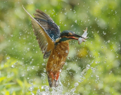 Vanuit me schuiltentje in me waadpak op me knien in het water.
Ik heb de hele dag een jagende ijsvogel kunnen vast leggen.
Aan het einde van de dag toch een hoop foto's kunnen weggooien omdat de schepte er net achter of voor zat.
Gelukkig had ik een enkele plaat over waar ik tevreden over was