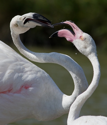 <i class='fa fa-user'></i>&nbsp;Martijn Schot&nbsp;|   Flamingo&nbsp; <i class='fa fa-eye'>&nbsp;234</i> &nbsp;<i class='fa fa-thumbs-up'>&nbsp;1</i> &nbsp; <i class='fa fa-comment-o'>&nbsp;2</i>