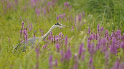 <i class='fa fa-user'></i>&nbsp;Gerard Visser&nbsp;|   Blauwe Reiger&nbsp; <i class='fa fa-eye'>&nbsp;400</i> &nbsp;<i class='fa fa-thumbs-up'>&nbsp;3</i> &nbsp; <i class='fa fa-comment-o'>&nbsp;20</i>