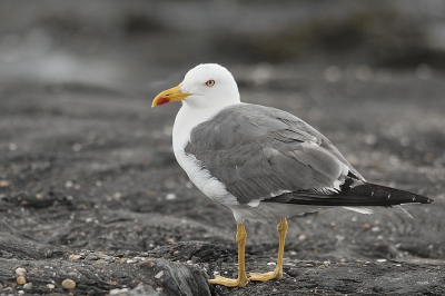 Bij gele poten denk ik hier in Nederland aan een kleine mantelmeeuw - maar bij deze vind ik zijn rug niet echt erg donker, en bovendien heeft de snavel zowel op de onder- als op de bovensnavel rood. Ik dacht dat dat vooral bij geelpootmeeuwen voorkomt. Op deze foto
http://www.birdpix.nl/album_page.php?pic_id=67527
zie ik veel overeenkomsten met mijn mantelmeeuw, maar ik twijfel toch nog.
Is het misschien een jonge vogel die nog niet helemaal op kleur is?