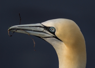 Close up van een Jan van Gent.  Het was een zonovergoten dag op Helgoland.