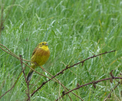 Fietstochtje s.morgens vroeg in de regen zag ik tussen het gras iets bewegen.
Dat bleek dit prachtige vogeltje te zien,voor mij de eerste keer.
Ik kon 1 foto maken en ben er best tevreden mee.
