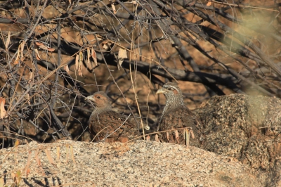 Tijdens de ochtendwandeling vanuit de Erongo Wilderness Lodge in Namibi kwamen we een paartje Hartlaubs Frankolijn tegen met jongen. Hier een foto van zowel het mannetje als het vrouwtje tussen de boulders en het struikgewas, de typische habitat van deze soort. Jammer dat de snavel van het vrouwtje achter een takje zit. Wilde deze toch laten zien. Kon deze soort verder niet vinden op BP.