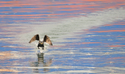 Ik vind de spiegeling van de boten op het water altijd mooi. 
En omdat er een aalscholver nogal hyperactief zat te doen, heb ik geprobeerd die actie te combineren met die kleurtjes. Hij liep zo hard over het water dat ie een heel spoor achterliet.