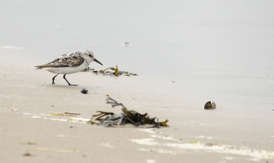 Sinds lang weer eens bij de Brouwersdam geweest, zeer tot mijn tevredenheid. Niet dat er nu zo veel bijzonders zat, ik zag de zwarte zeekoet tenminste niet, maar deze drieteenstrandloper (letterlijk met drie tenen, want aan n poot had ie niks meer) had nog mooie kleuren en hinkepootte lekker tussen de rommeltjes door.