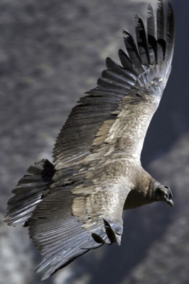 Een Andes Condor zoekt de thermiek op in de Coca Canyon. Mooi in glijvlucht