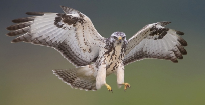<i class='fa fa-user'></i>&nbsp;Edward van Altena&nbsp;|   Buizerd&nbsp; <i class='fa fa-eye'>&nbsp;1134</i> &nbsp;<i class='fa fa-thumbs-up'>&nbsp;24</i> &nbsp; <i class='fa fa-comment-o'>&nbsp;17</i>