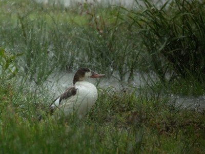 De ene na de andere wolkbreuk. Ondanks een dak boven ons hoofs werden we toch klets nat. Fotos met dit soort slechte omstandigheden zie je niet vaak op BP. Vandaar.