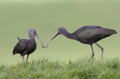 <i class='fa fa-user'></i>&nbsp;Sytze&nbsp;|   Zwarte Ibis&nbsp; <i class='fa fa-eye'>&nbsp;635</i> &nbsp;<i class='fa fa-thumbs-up'>&nbsp;3</i> &nbsp; <i class='fa fa-comment-o'>&nbsp;10</i>