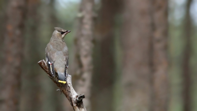 <i class='fa fa-user'></i>&nbsp;thijsglastra&nbsp;|   Pestvogel&nbsp; <i class='fa fa-eye'>&nbsp;763</i> &nbsp;<i class='fa fa-thumbs-up'>&nbsp;3</i> &nbsp; <i class='fa fa-comment-o'>&nbsp;16</i>